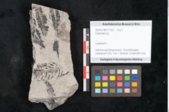 Foto (Objekt + Etikett) von Calamites sp.  (NHMW-GEO-2024-0188-11182)